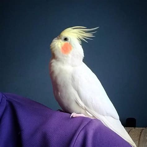 How much are cockatiels at petsmart - Offer valid on PetSmart.com. Free Same-Day Delivery offer valid on select merchandise purchased at petsmart.com when choosing Same-Day Delivery. Same-day delivery is available in most areas. Order by 9am for delivery between 12pm-3pm, by 1pm for delivery between 3pm-6pm, & by 3pm for delivery between 6pm-8pm. 